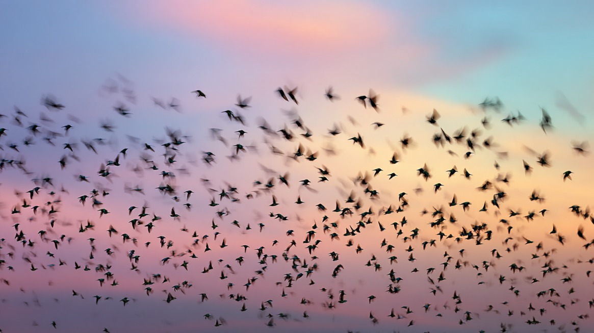 A large flock of birds flying across a colorful sunset sky in shades of pink, orange, and blue, symbolizing seasonal migration