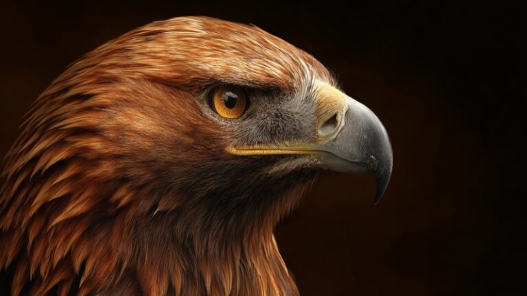 A close-up view of a Golden Eagle with sharp features and rich brown feathers