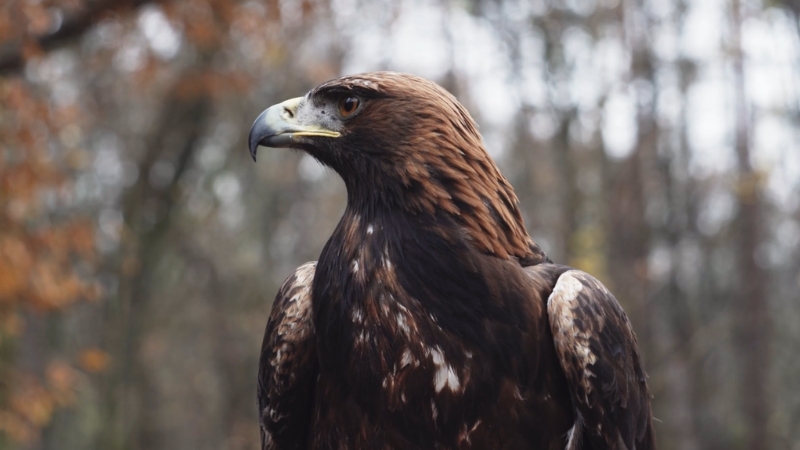 A Golden Eagle stands alert in a woodland area with soft light on its brown feathers