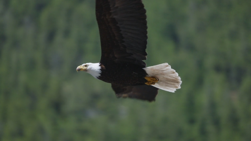 A Bald Eagle flies with its white head and tail clearly visible against a green background