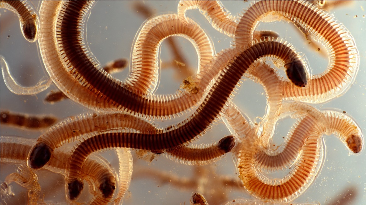 Close-up of translucent segmented jumping worms intertwined in soil