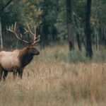 Bull elk with large antlers standing in a grassy woodland