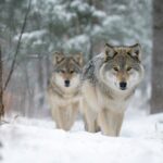 Two gray wolves walking through snow among trees