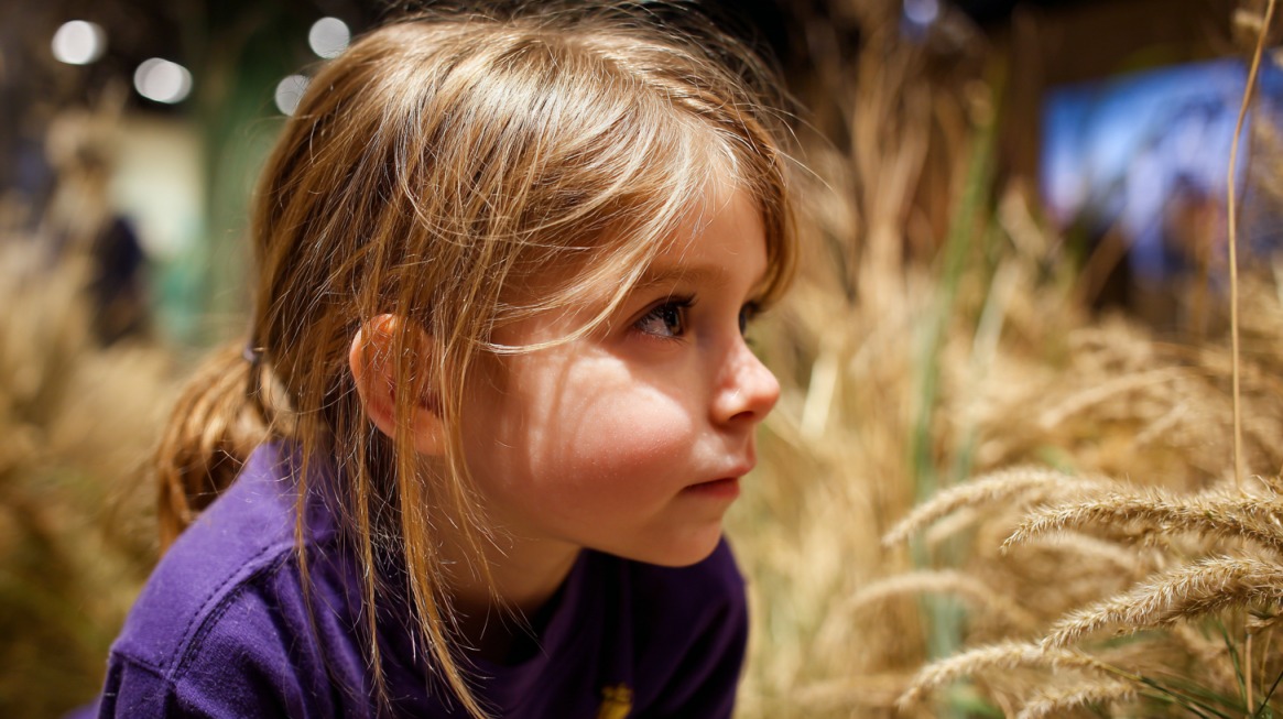 Young child closely observing plants in an indoor exhibit space