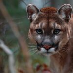 Close up of a cougar standing among trees in a wooded area