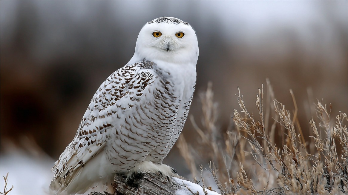 White snowy owl with yellow eyes sitting on a branch in a snowy field