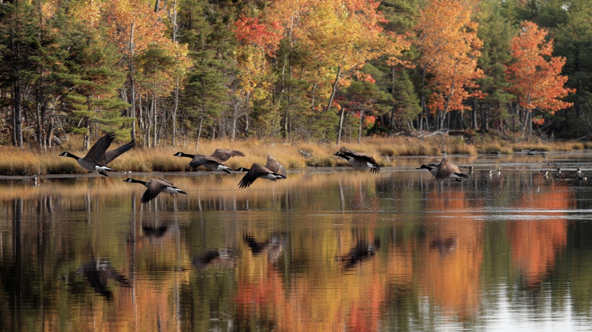 Flock of geese in flight above reflective water with colorful fall trees in the background