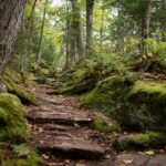 Moss covered rocks and tree lined hiking path winding through a dense forest